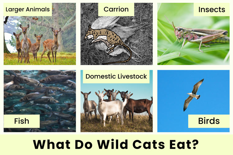 what-do-wild-cats-eat