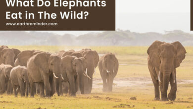 what-do-elephants-eat-in-the-wild