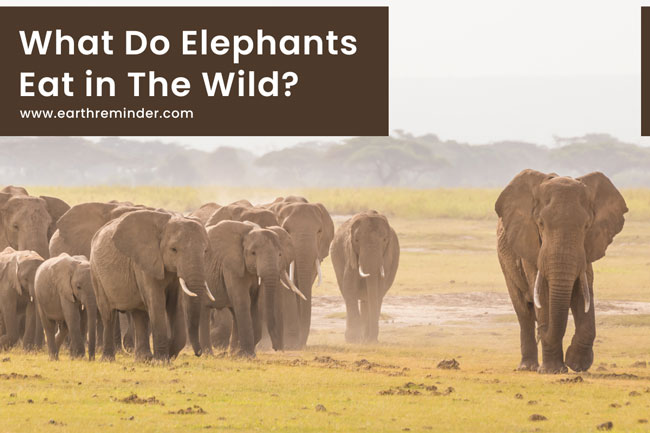 what-do-elephants-eat-in-the-wild