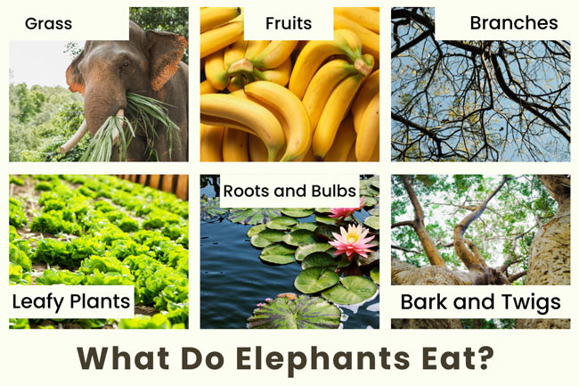 what-do-elephants-eat