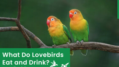 what-do-lovebirds-eat-and-drink