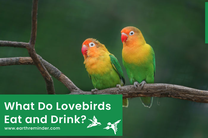 what-do-lovebirds-eat-and-drink