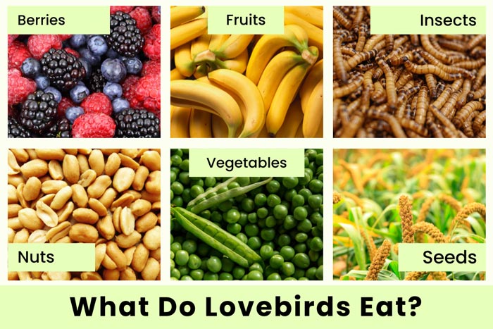what-do-lovebirds-eat