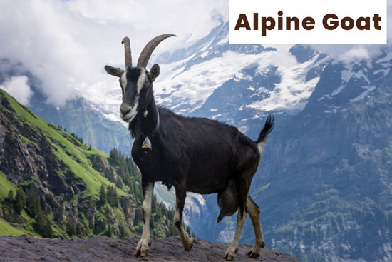 alpine-goat-breed