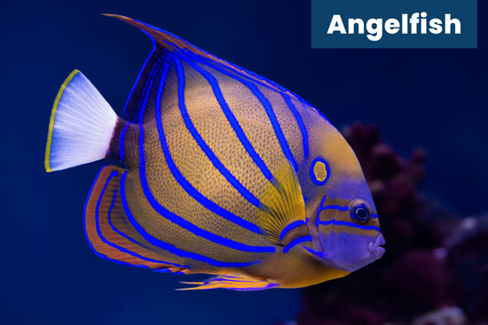 angelfish-sea-animal