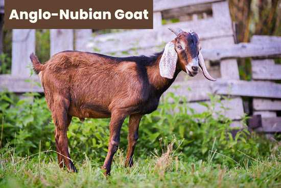 anglo-nubian-goat