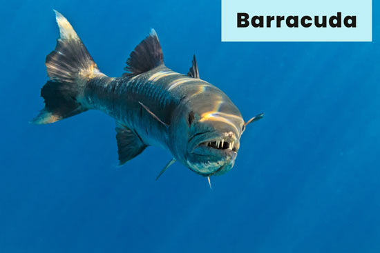 barracuda-sea-creature