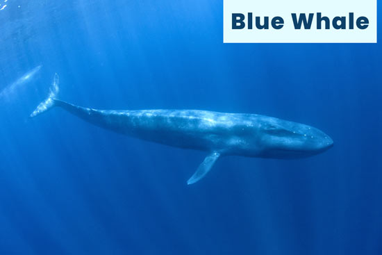 blue-whale-marine-mammal
