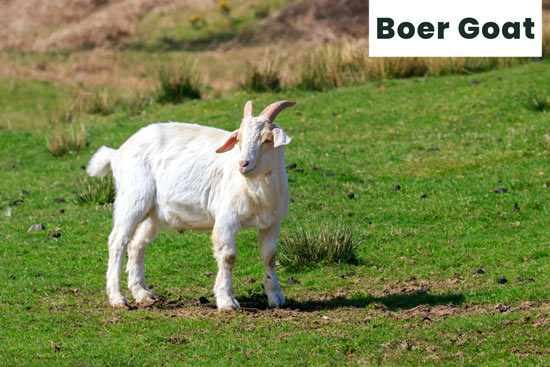 boer-goat