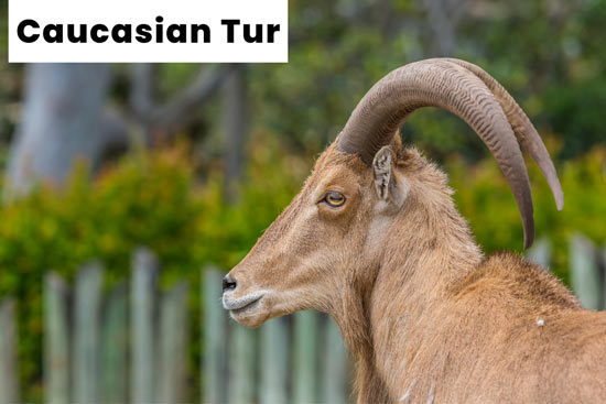 caucasian-tur-goat-breed