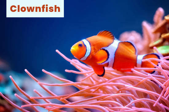 clownfish-sea-animal