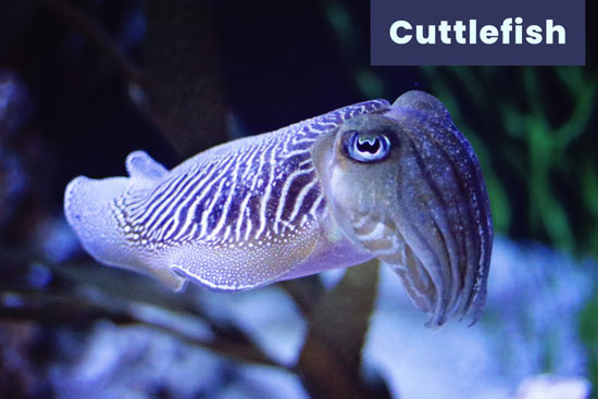 cuttlefish