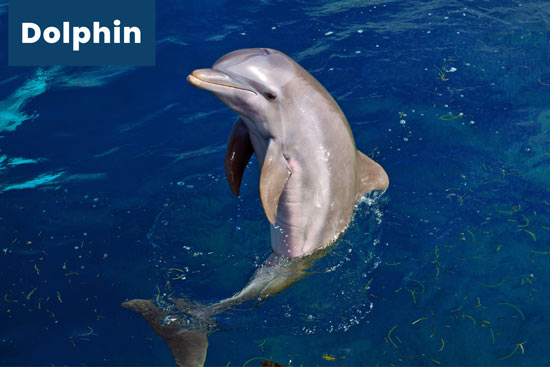 dolphin-sea-animal