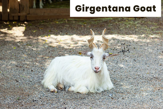 girgentana-goat