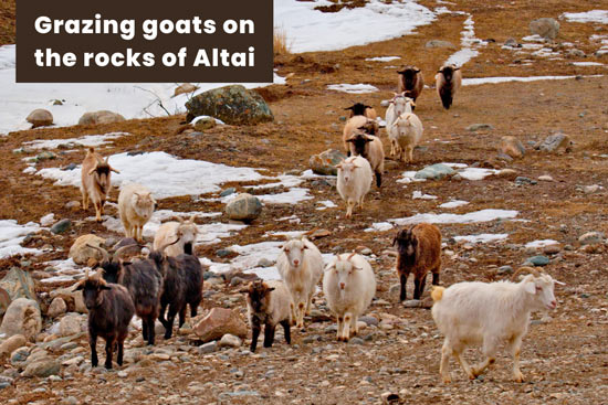 grazing-goats-on-the-rocks-of-altai