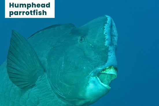 humphead-parrotfish