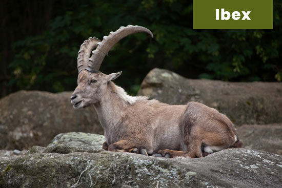 ibex-goat
