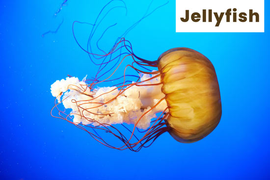 jellyfish-marine-species