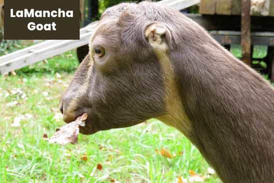 lamancha-goat