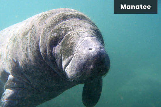 manatee-sea-animal