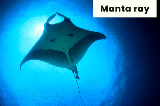 manta-ray-sea-animal