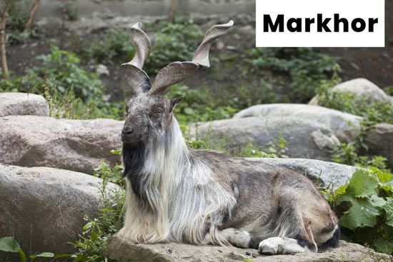 markhor-goat