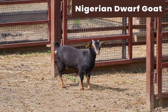 nigerian-dwarf-goat