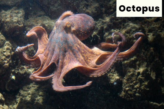 octopus-sea-creature