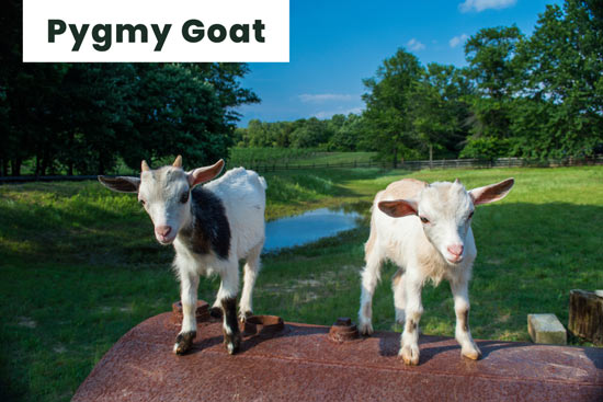 pygmy-goat