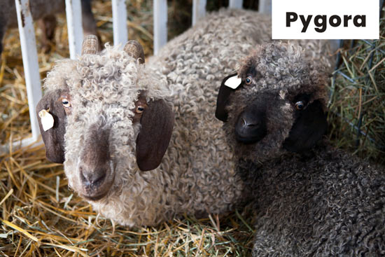 pygora-goat-breed
