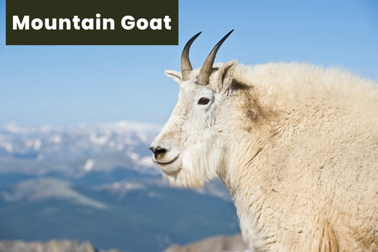 rocky-mountain-goat
