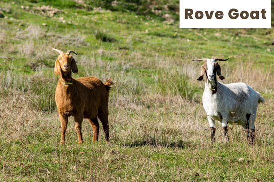 rove-goat