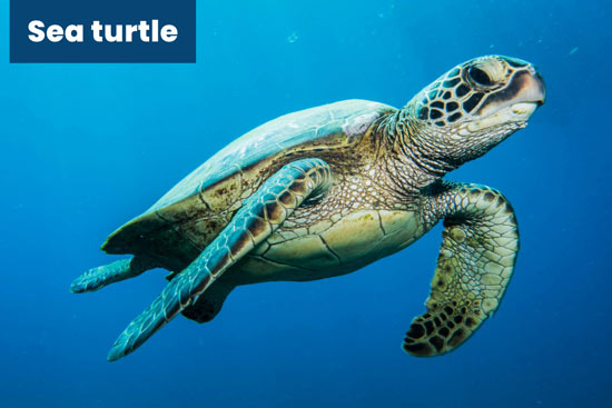 sea-turtle-marine-species