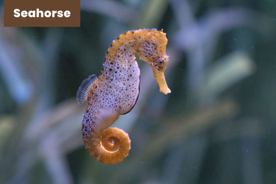 seahorse