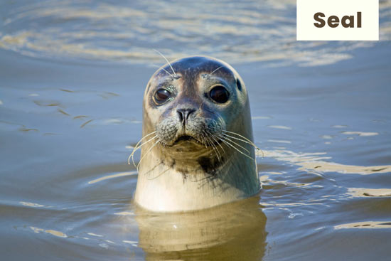 seal-sea-animal
