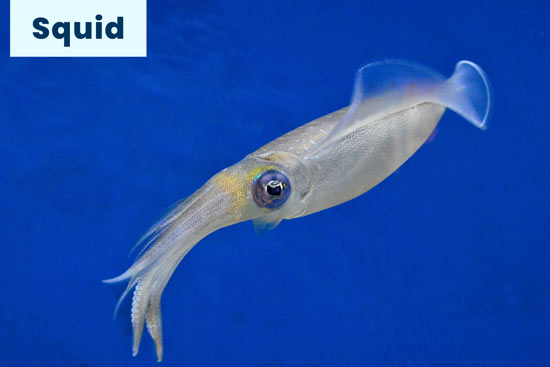 squid-marine-species
