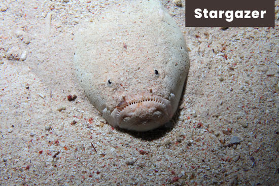 stargazer-fish