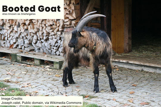 stiefelgeiss-also-known-as-booted-goat