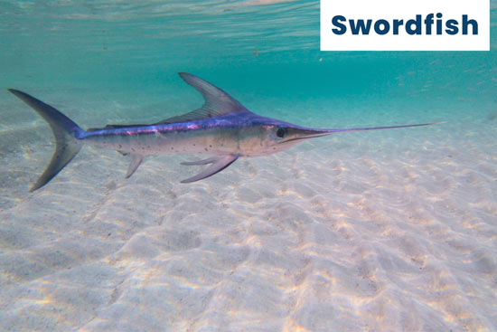 swordfish