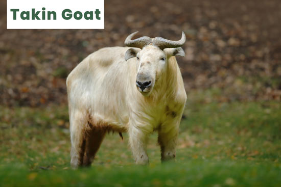 takin-goat-breed