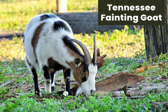 tennessee-fainting-goat
