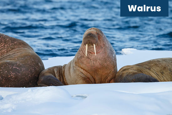 walrus-sea-animal