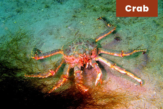 crab-sea-creature