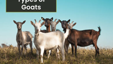 different-types-of-goats