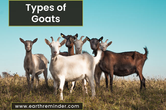 different-types-of-goats