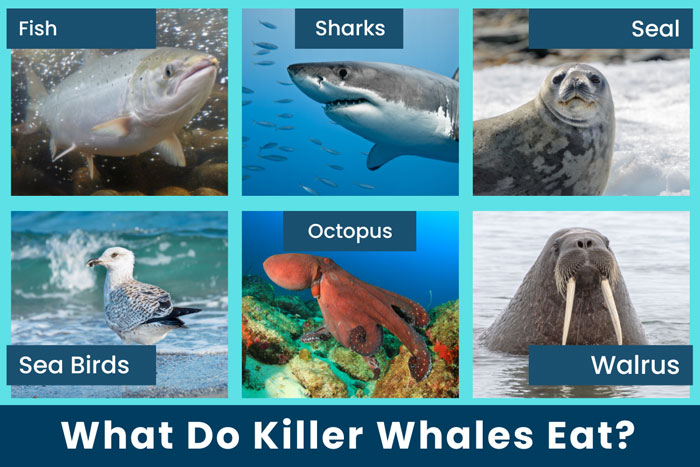 What Do Killer Whales Eat? - Orcas Diet | Earth Reminder