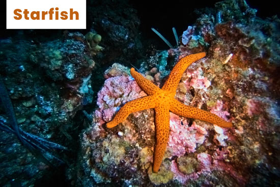 starfish-sea-species