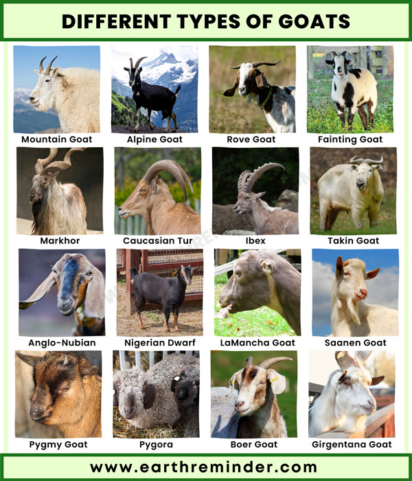 types-of-goats