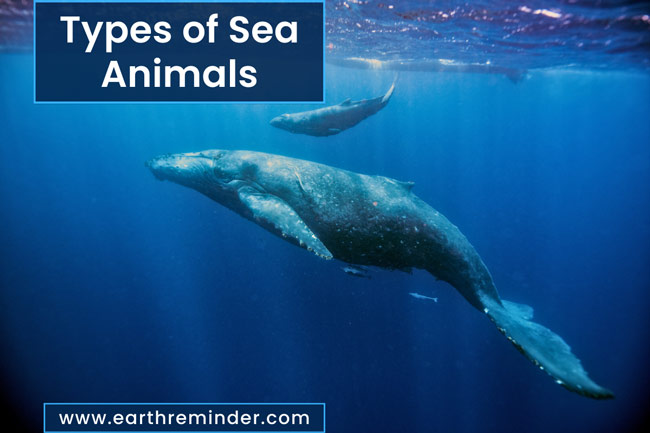 22 Different Types of Sea Animals