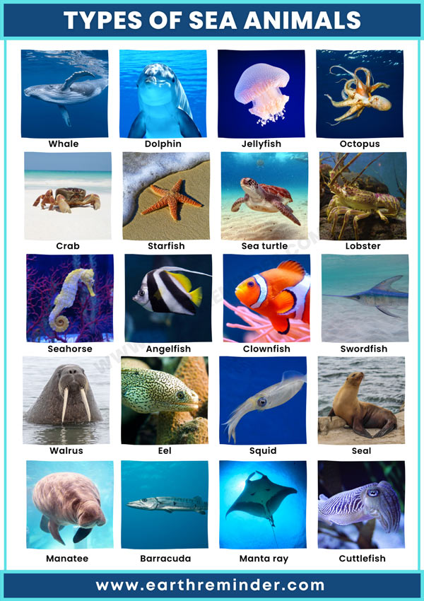 types-of-sea-animals